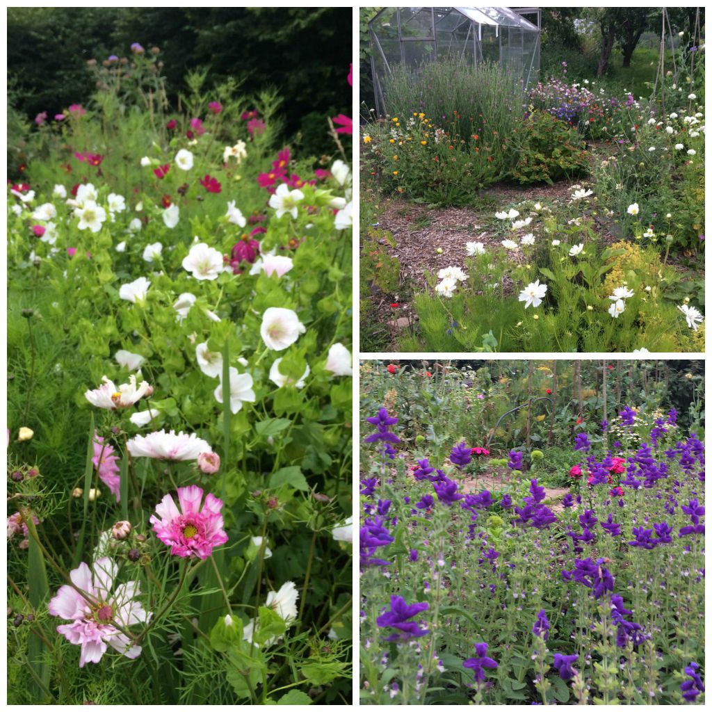 Locally grown flowers, British flowers. Birmingham. Tuckshop Flowers