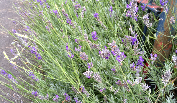 Fragrant kerb appeal lavender hedge