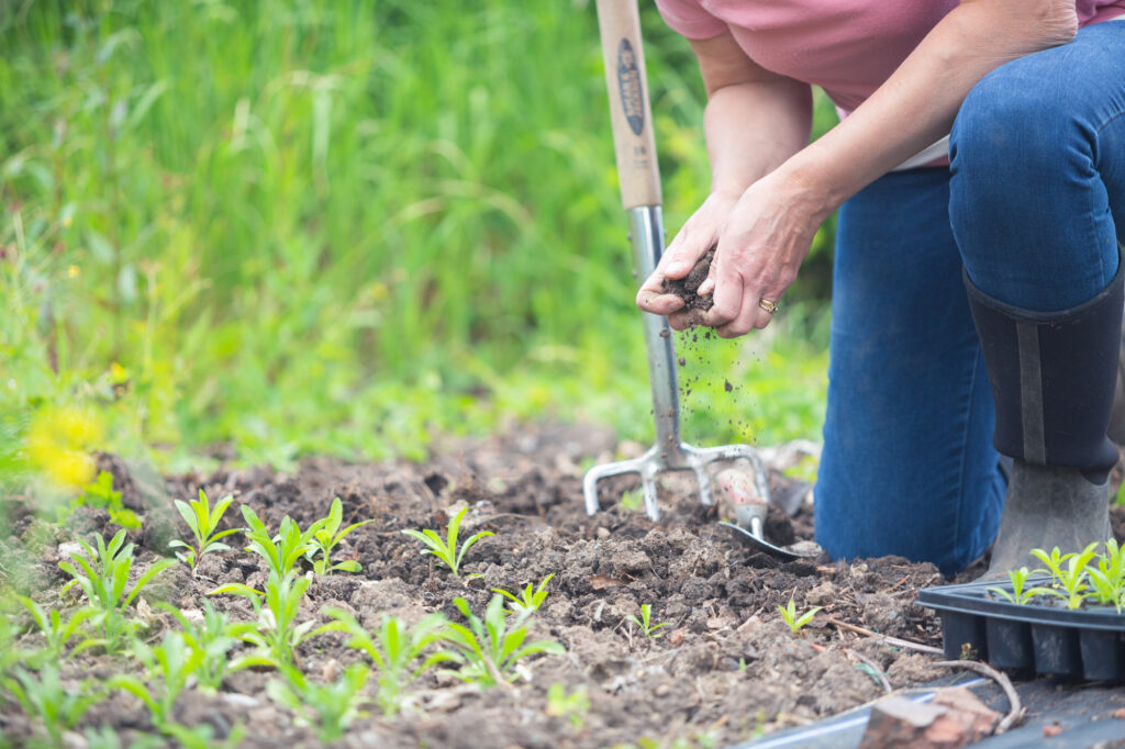 Carole Tuckshop Flowers prepares to sow sweet Williams for next years spring wedding flowers