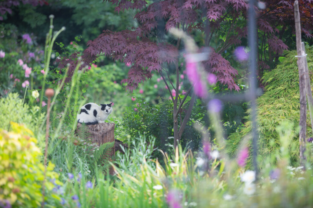 A small black and white cat sits on a tree stump amidst the flower borders in the Tuckshop Flowers cutting patch in Birmingham.