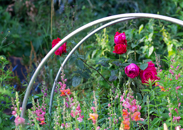 Tracking my locally grown flowers in 2024